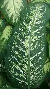 Dieffenbachia 'Besar Putih'