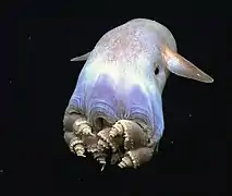Grimpoteuthis sp. (Opisthoteuthidae)