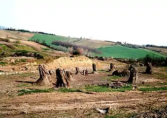 Arbres fossilisés découverts à Dunarobba, (Avigliano ; Ombrie, Italie).