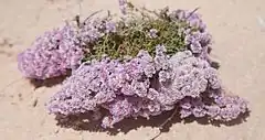 Description de l'image Dunas de Corralejo, Limonium papillatum.jpg.