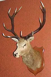 Portrait d'une tête de cerf sur fond rouge/marron.