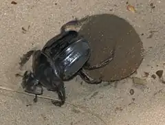 insecte noir