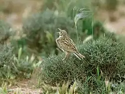 Description de l'image Dupont's Lark, Morocco 1 (crop).jpg.