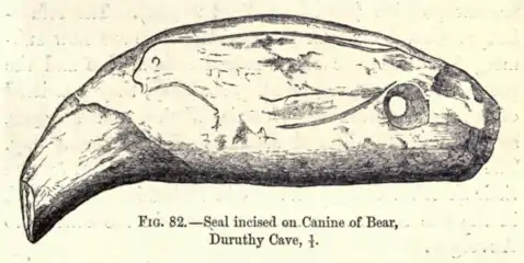 Phoque incisé sur une canine d'ours des cavernes