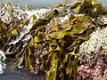 Durvillaea antarctica, ou bull-kelp, sur la côte de la Nouvelle-Zélande.