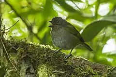 Description de l'image Dusky Bush-Tanager - Ecuador S4E5699 (22856133227).jpg.