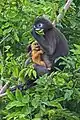 Femelle mangeant des feuilles avec son bébé