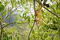 Les jeunes semnopithèques obscur ont une surprenante couleur jaune-orange, parc national de Kaeng Krachan, Thaïlande