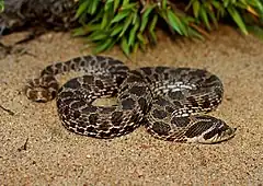 Description de l'image Dusty Hognose Snake (Heterodon gloydi) (30203048175).jpg.