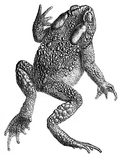 Description de l'image Duttaphrynus himalayanus.jpg.