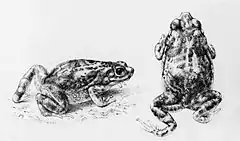 Description de l'image Duttaphrynus hololius.jpg.