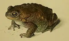 Description de l'image Duttaphrynus valhallae (Meade-Waldo, 1909).jpg.