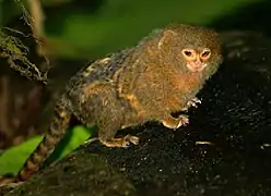 Ouistiti pygmée (Cebuella pygmaea)