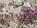 Epilobium latifolium dans les hautes terres d'Isunngua