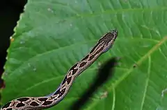 Description de l'image Dwarf Boa (Ungaliophis panamensis) (9608978058).jpg.