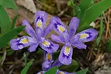 Purple flowers among green stems