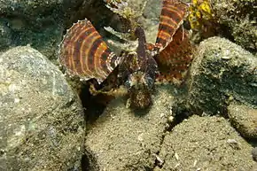 Description de l'image Dwarf Lionfish.JPG.