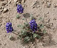 Description de l'image Dwarf Lupine at Frozen Lake.jpg.