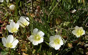 Fleurs blanches.