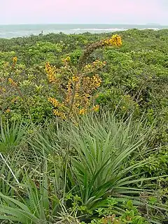 Description de l'image Dyckia encholirioides.jpg.