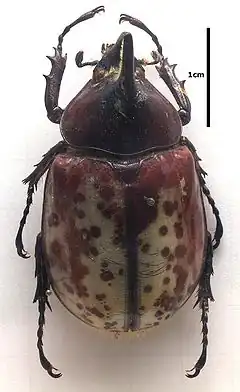 Description de l'image Dynastes.hyllus.jpg.