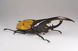 Coleoptera - Dynastes hercules