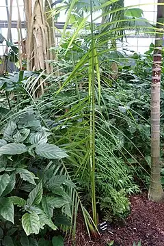 Description de l'image Dypsis carlsmithii - Krohn Conservatory - DSC03691.JPG.