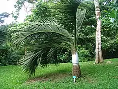 Description de l'image Dypsis decipiens.jpg.