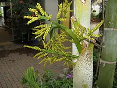 Inflorescence