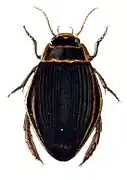 Dytiscus latissimus femelle.