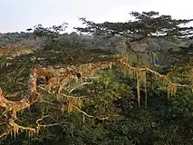 Forêt de Dzanga-Noki (République centrafricaine)