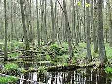 Image illustrative de l’article Forêt de Kampinos