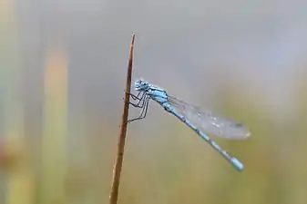 Enallagma cyathigerum. Ce mâle, dans la brume et la fraîcheur du matin, est accroché en hauteur à une brindille, une caractéristique de cette espèce. En effet, ceux-ci se mettent en hauteur pour protéger leur terrain de chasse et d'accouplement en repoussant ses possibles adversaires. Août 2019.