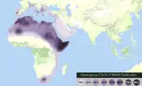 L'haplogroupe E1b1b est actuellement prévalent chez les populations de la Corne de l'Afrique et de l'Afrique du Nord parlant des langues chamito-sémitiques, et bien présent anciennement au Moyen-Orient et en Europe.