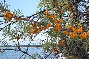 branches chargées de fruits orange