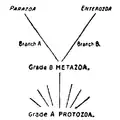 Diagramme montrant les grades et branches primaires de l'arbre généalogique des Animaux, d'après Lankester (1911).