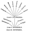 Diagramme pour montrer la division de la grande branche Enterozoa en deux grades et les Phyla qui en sont issus, d'après Lankester (1911).