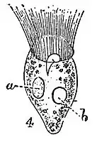 Strombidium claparedei Kent, 1882alias Strobilidium gyrans  Fromentel, 1874a, macronoyaub, vacuole contractile.