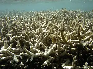 Les récifs coralliens de la planète (ici un récif d'Acropora sp. à l'île de La Réunion) survivent grâce à leur symbiose avec des dinoflagellées Zooxanthellales qui leur fournit l'énergie issue de la photosynthèse.