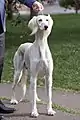 JIDU SALUKI