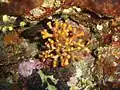 Myriapora truncata (Myriaporidae) (Croatie)