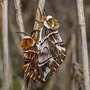 Des Bombyx versicolores en Estonie. Mai 2020.