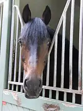 Photo de la tête d'un cheval Hanovrien bai dans son boxe.