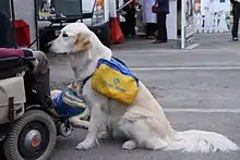 Chien d'assistance assis à proximité d'un fauteuil roulant.