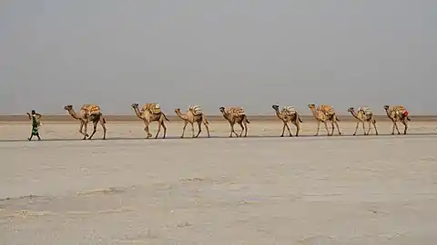 Caravane de chameaux transportant du sel dans la dépression de l'Afar en Éthiopie.
