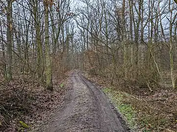 Forêt Městský bor à l’est du village de Tůně.