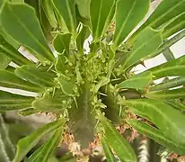 Euphorbia abyssinica.