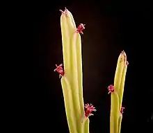 Euphorbia attastoma dont les cyathes rouges forment de petits groupes