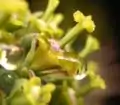 Cyathe particulier (ici une plante femelle) d’Euphorbia mammillaris avec des gouttes de nectar