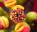 Les cyathes de Euphorbia pulcherrima possèdent seulement une ou deux glandes de nectar.